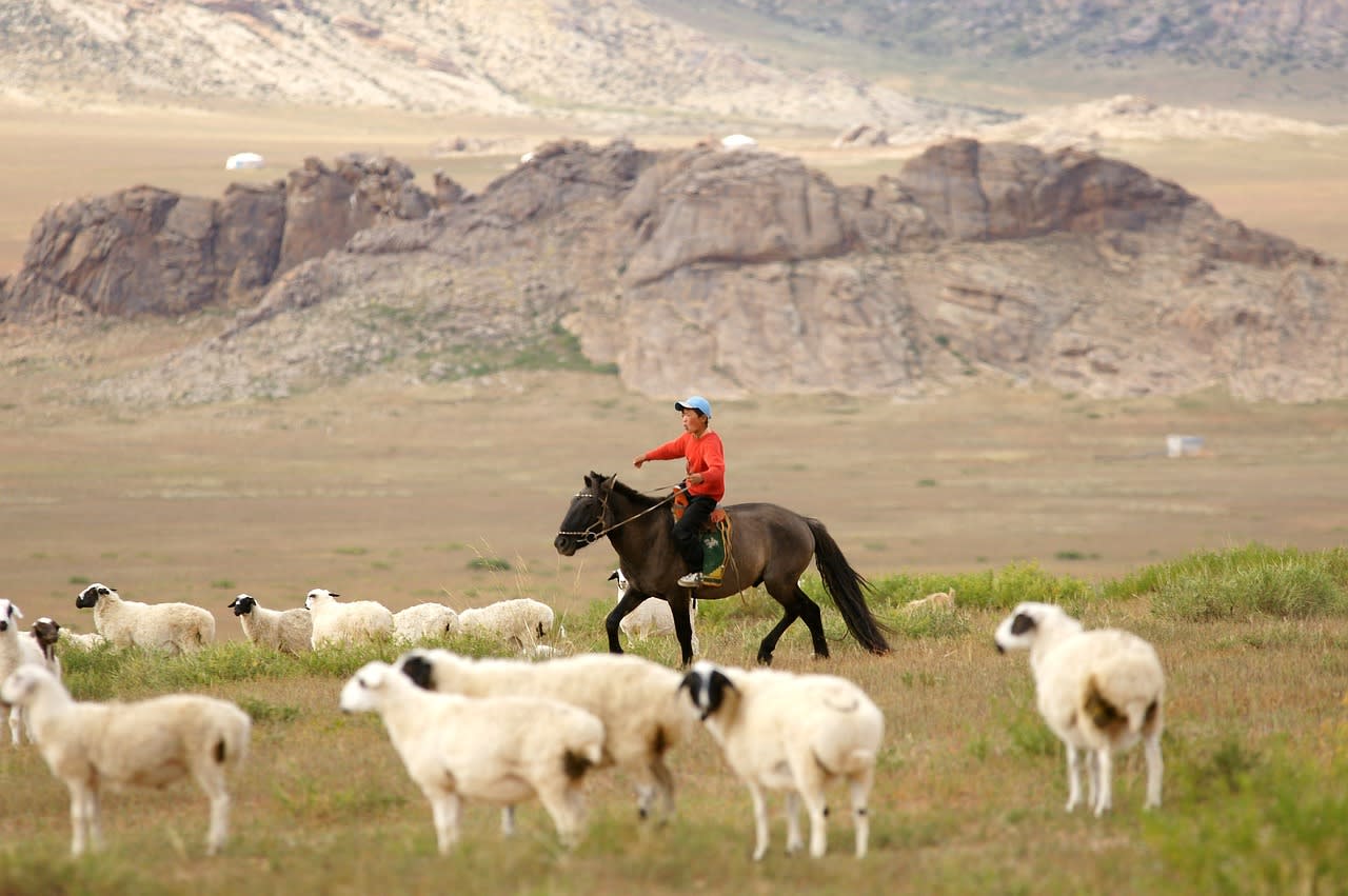 Mongolisches Pferd