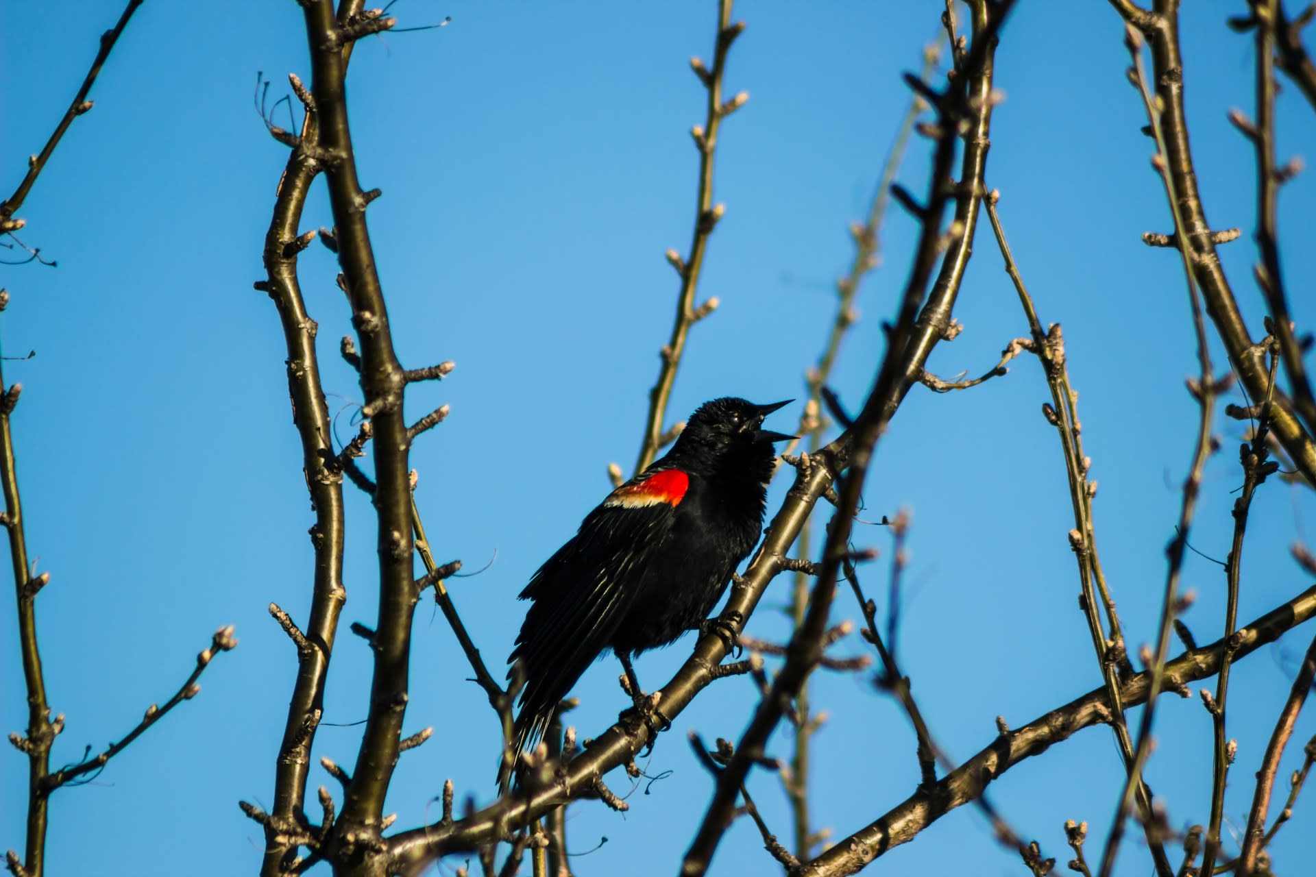 Birds on a tree