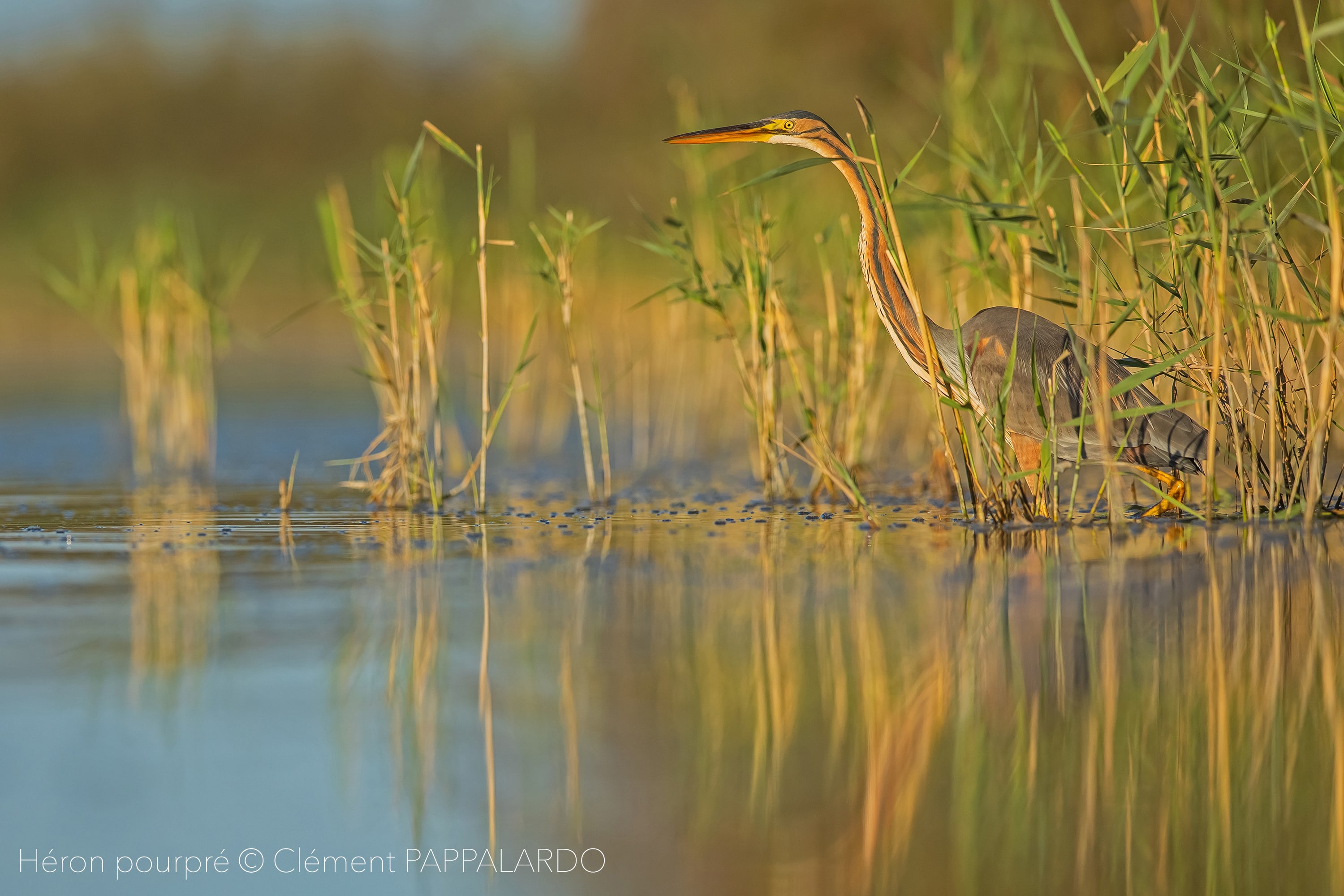 Naturtourismus; Vogelbeobachtung; Le Camargue