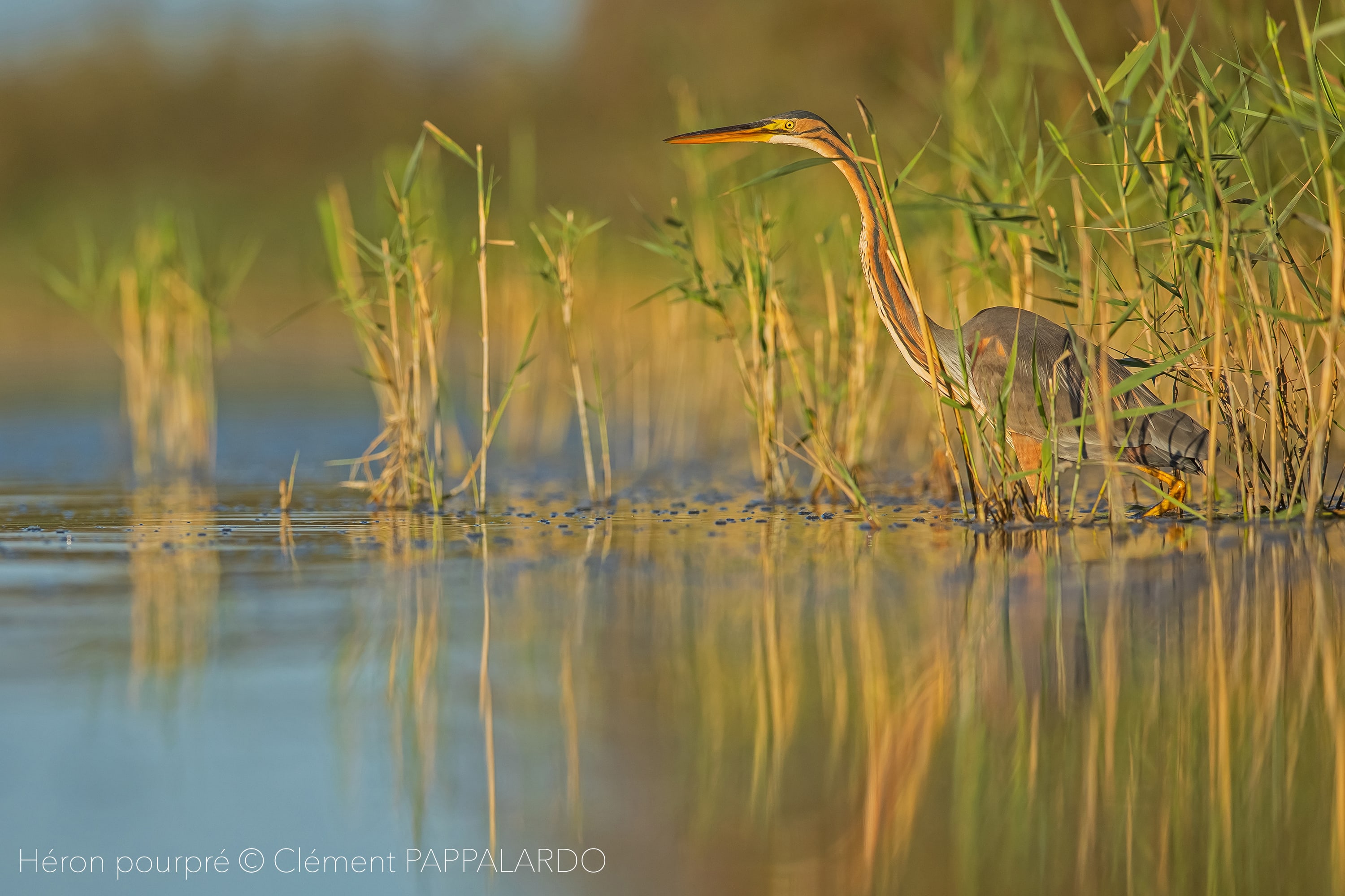 Recorridos por la naturaleza; observación de aves; Le Camargue