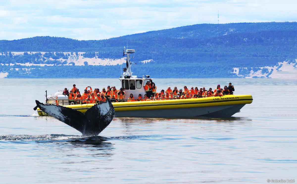 Whale watching from a boat