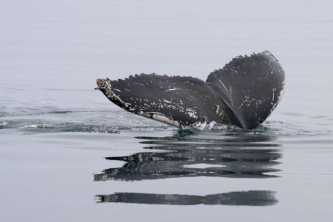 Whale tail