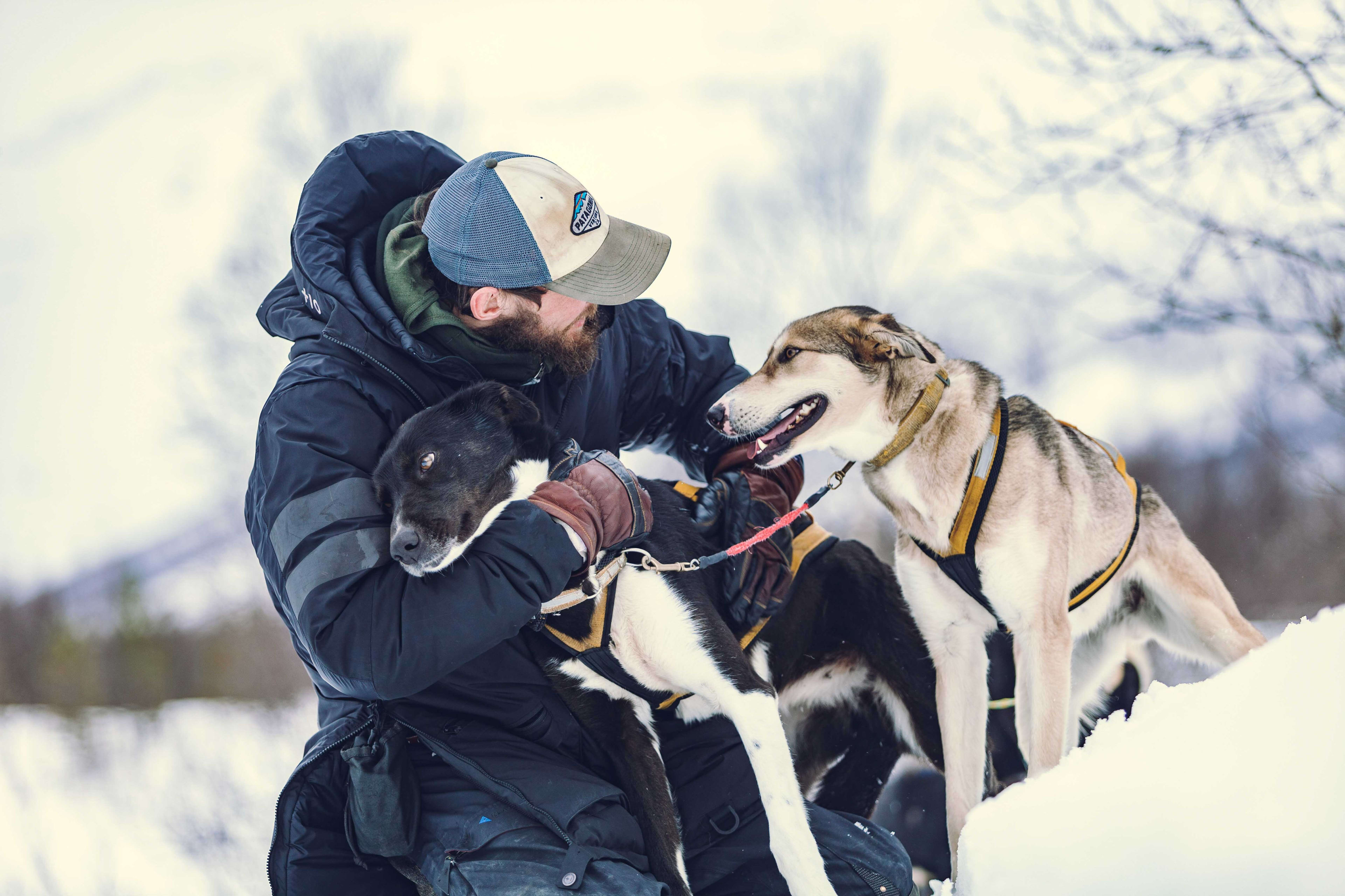 Self-Drive Arctic Dog Sledding Excursion in Tromsø