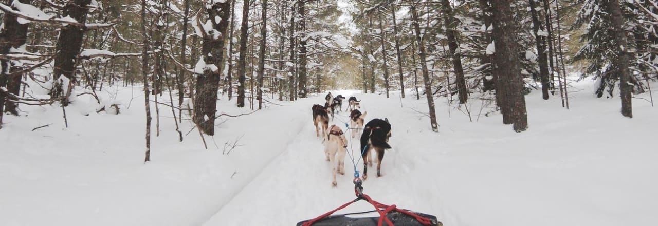 Dog sledding