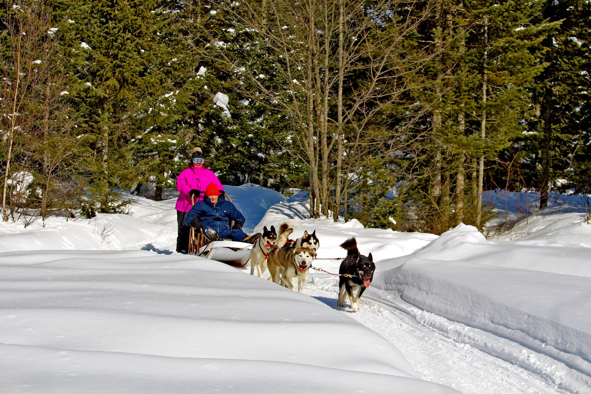 dogsled ride in Sainte-Christine-d'Auvergne