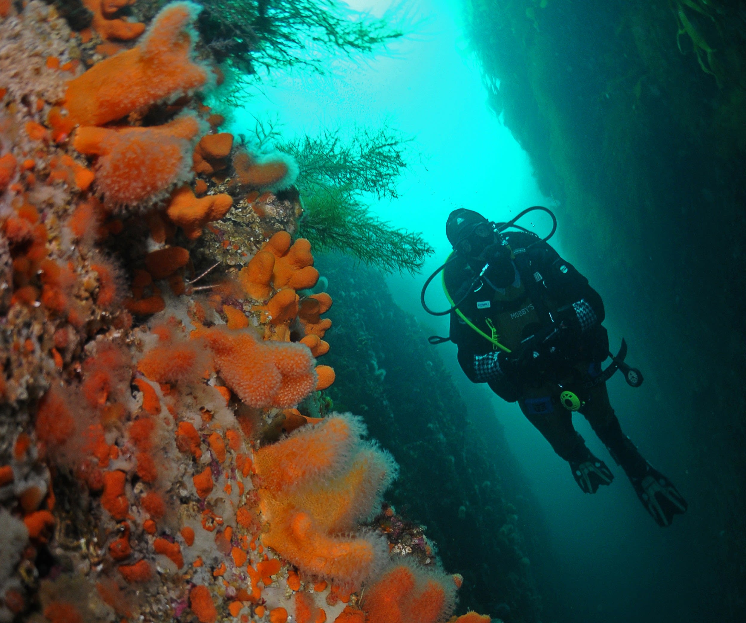 Refresher Scuba Dive in the Lofoten Archipelago from Ballstad