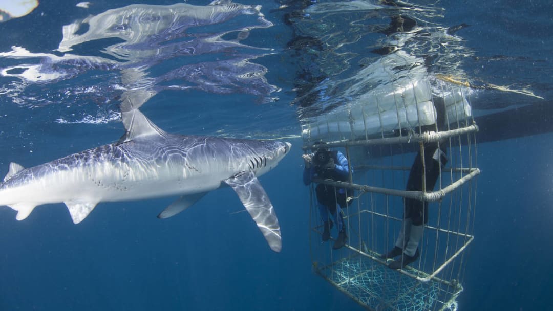 buceo con tiburones en capetown