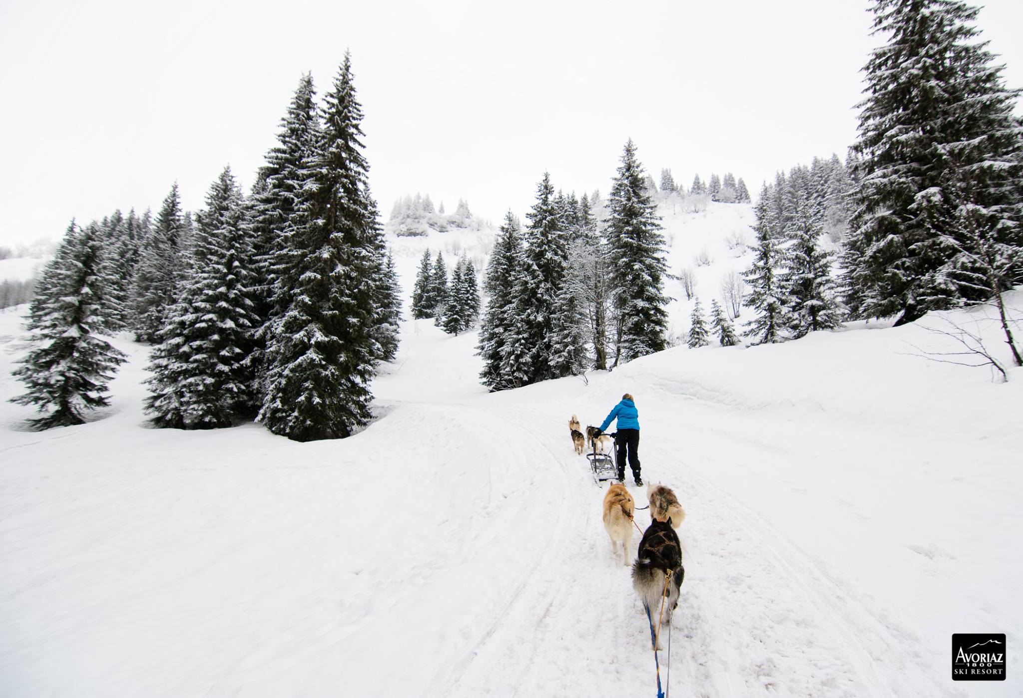 Introducción al trineo tirado por perros en Avoriaz, Portes du Soleil