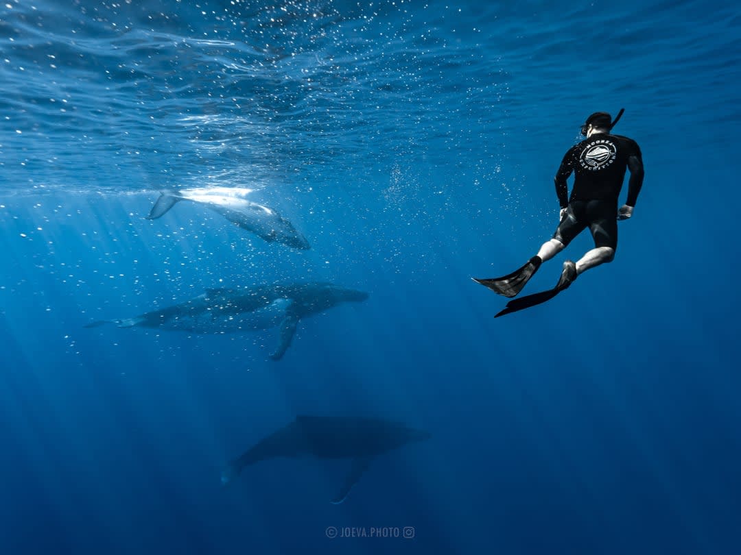 swimming with the whales at moorea