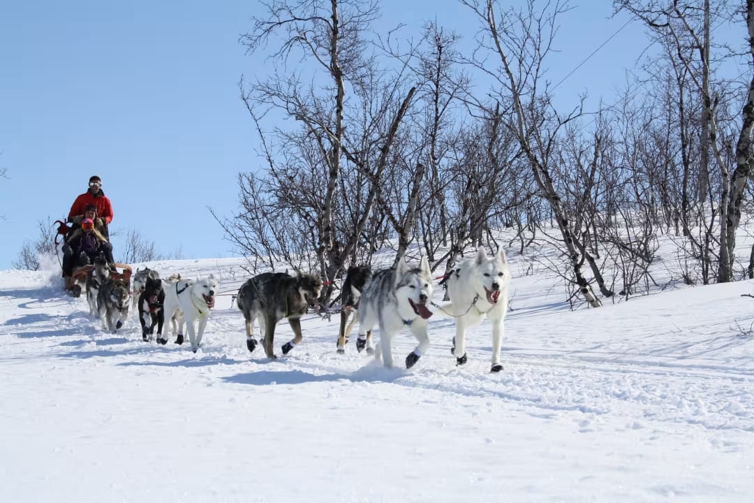 Perros de trineo en Abisko