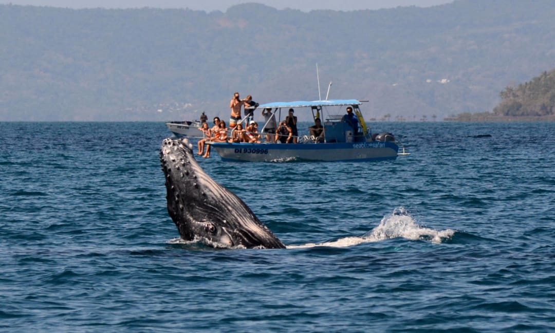 Whale Safari on the island of Mayotte