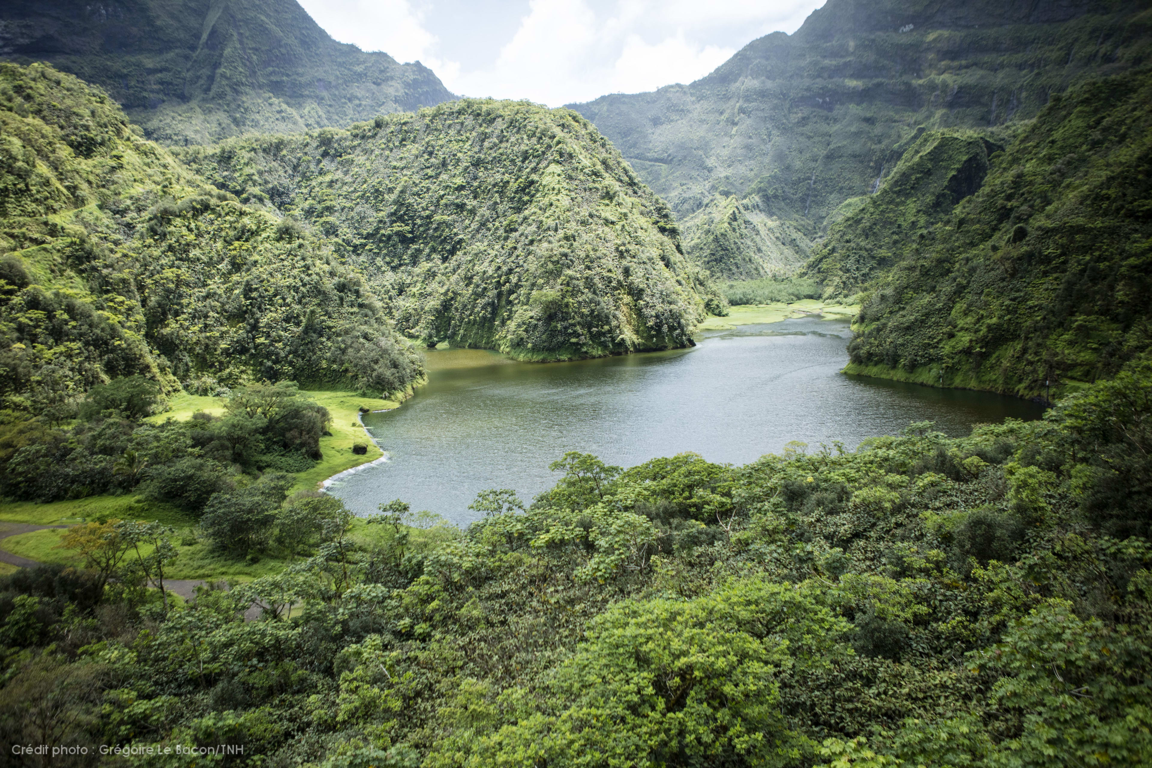 Luftaufnahme über dem Dschungel von Tahiti