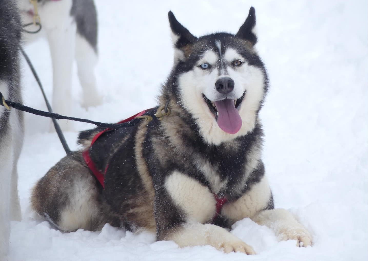 Husky sled dog