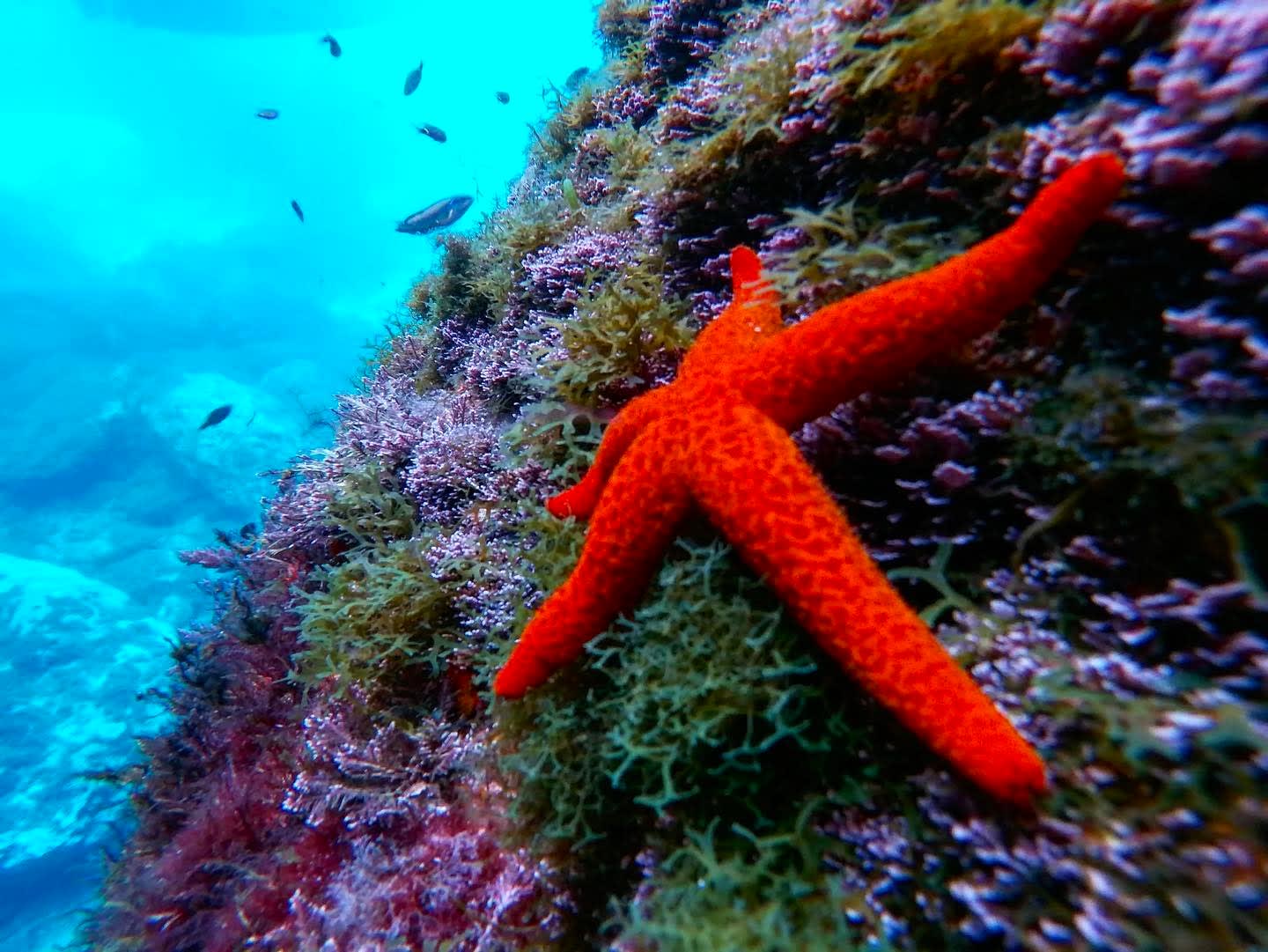 Snorkel en Sicilia