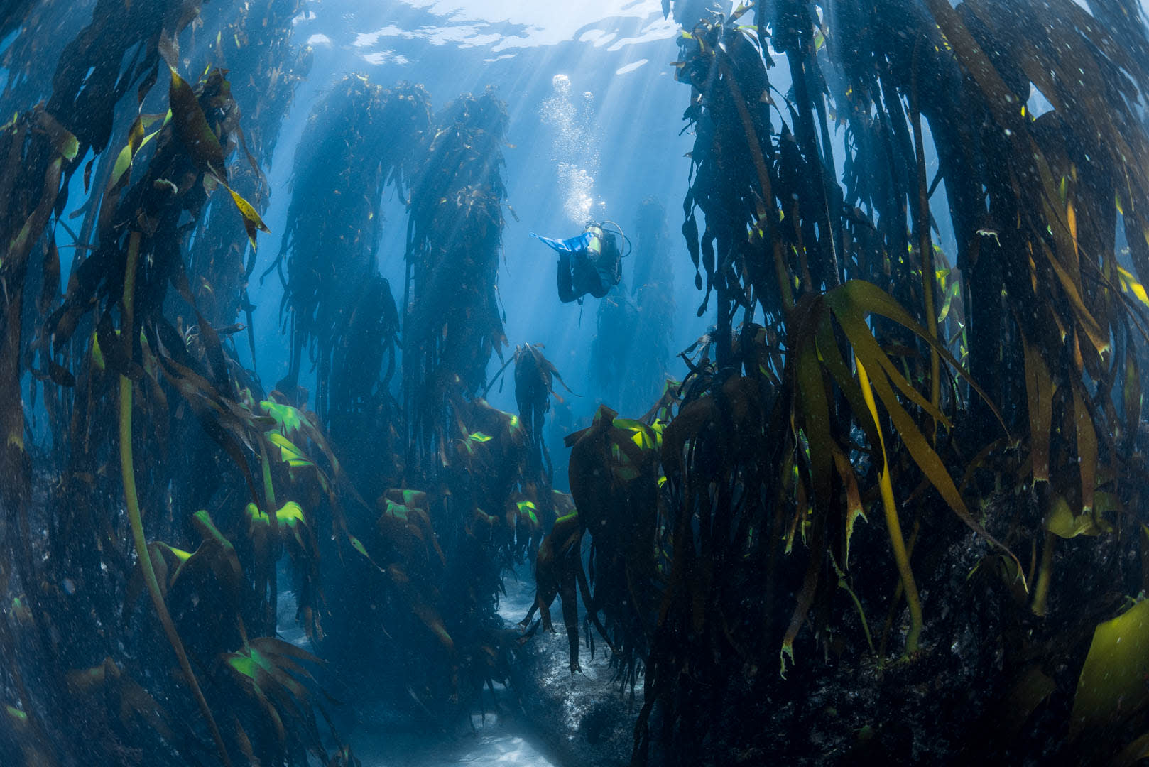 Plongée depuis le rivage dans une forêt de varech au Cap