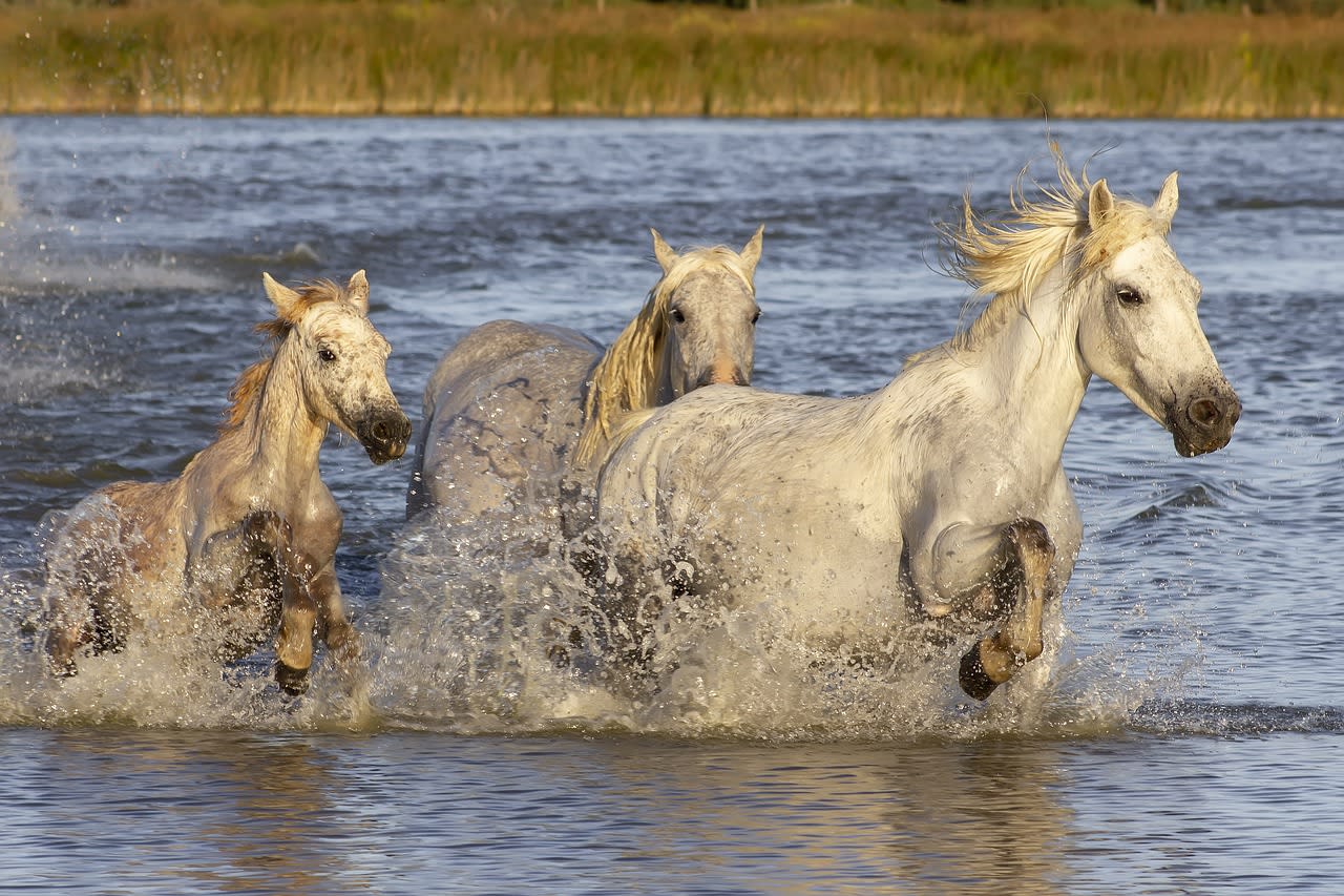 Camargue-Pferde