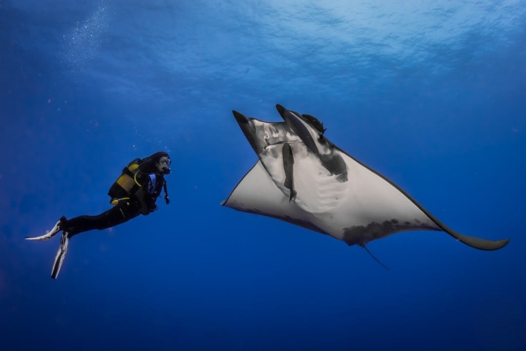 A man doing exploration scuba diving and facing a manta ray in Santa Maria Island