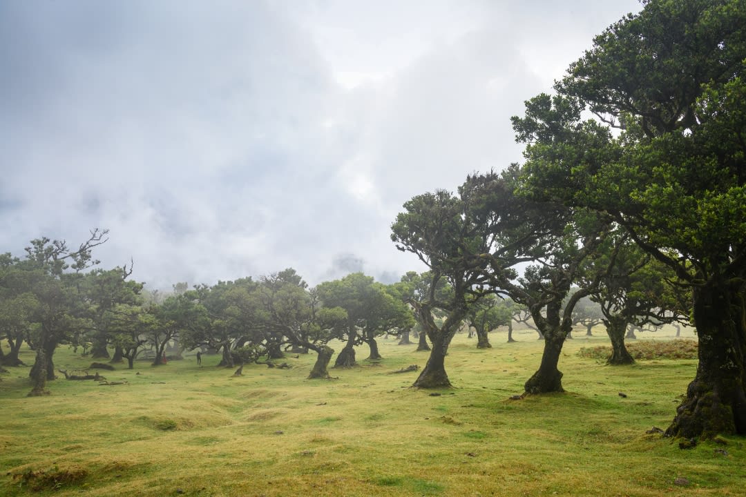 Fanal forest