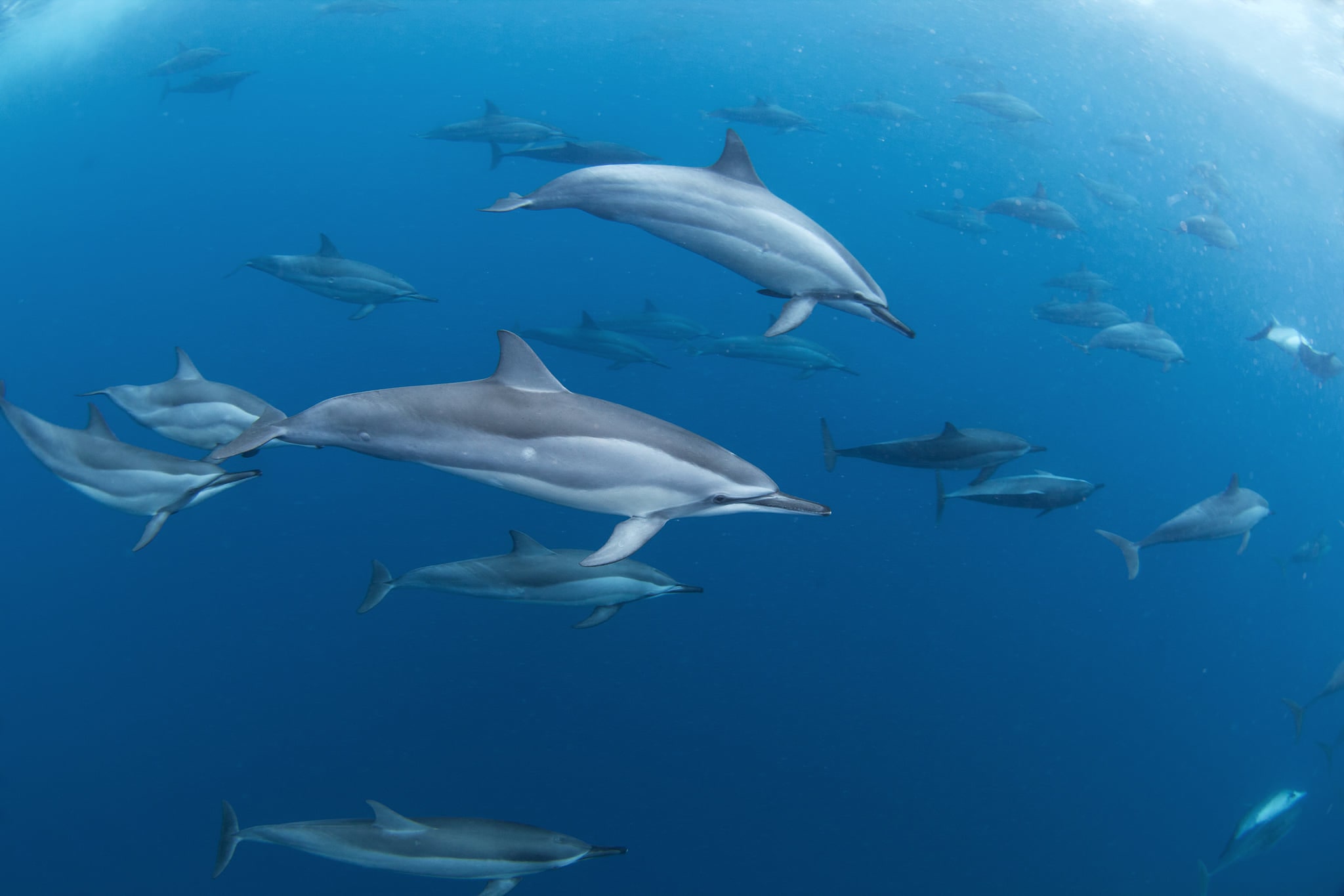 dauphins à long bec