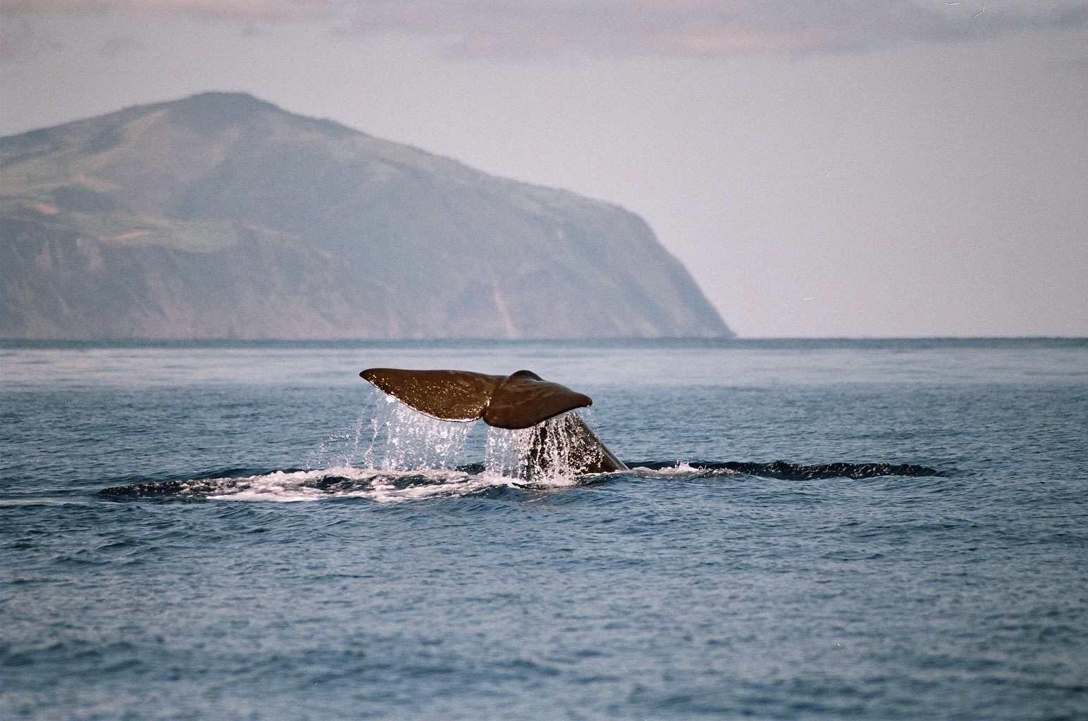 Whale and Dolphins Watching Excursion in São Miguel, Azores Manawa