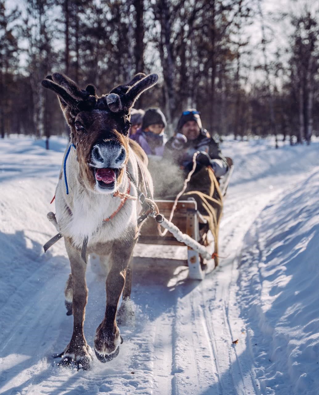 Rentierschlittenfahrt in Rovaniemi