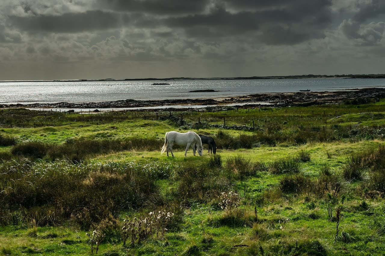 Connemara ponies