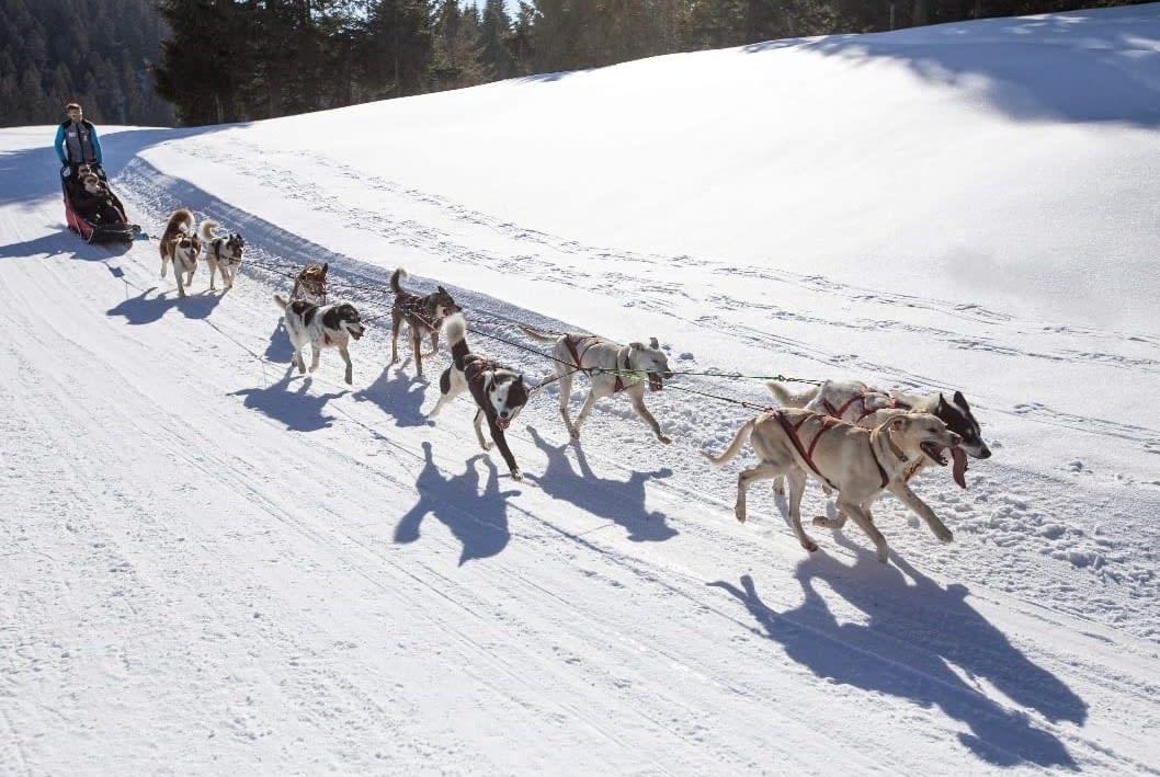 Perros de trineo en Les Bouchoux, en el Jura