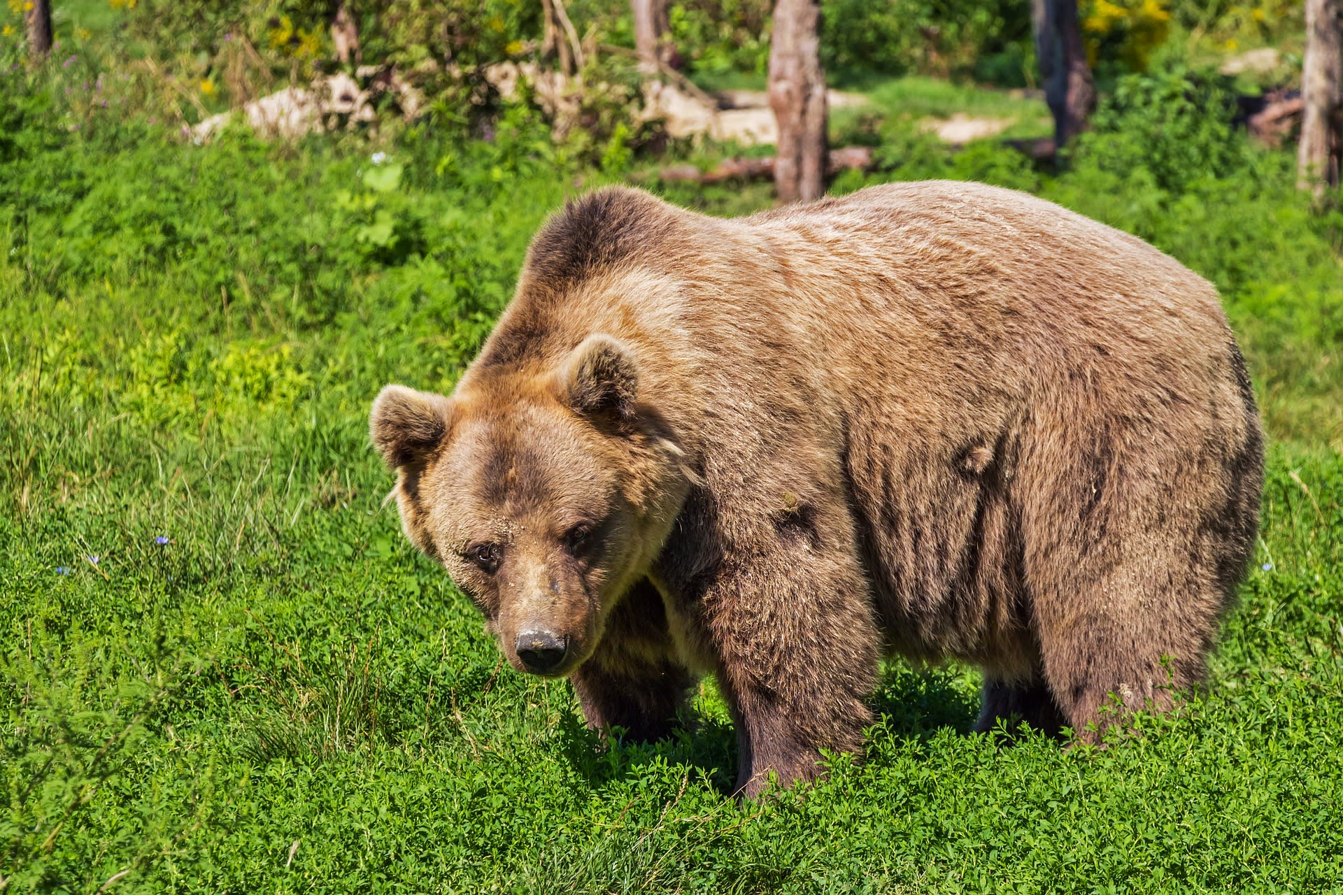 Wildlife Tour