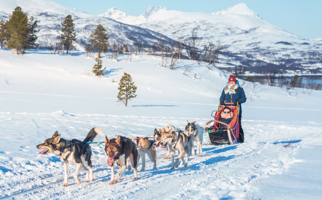 dog sledding in Tromso