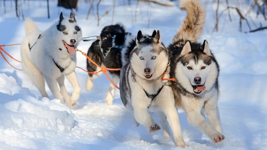 Dog sledding in Rovaniemi