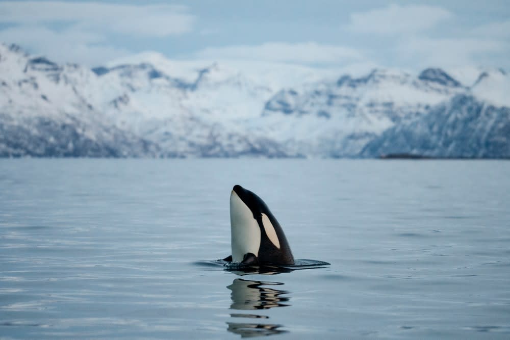 whale in tromso