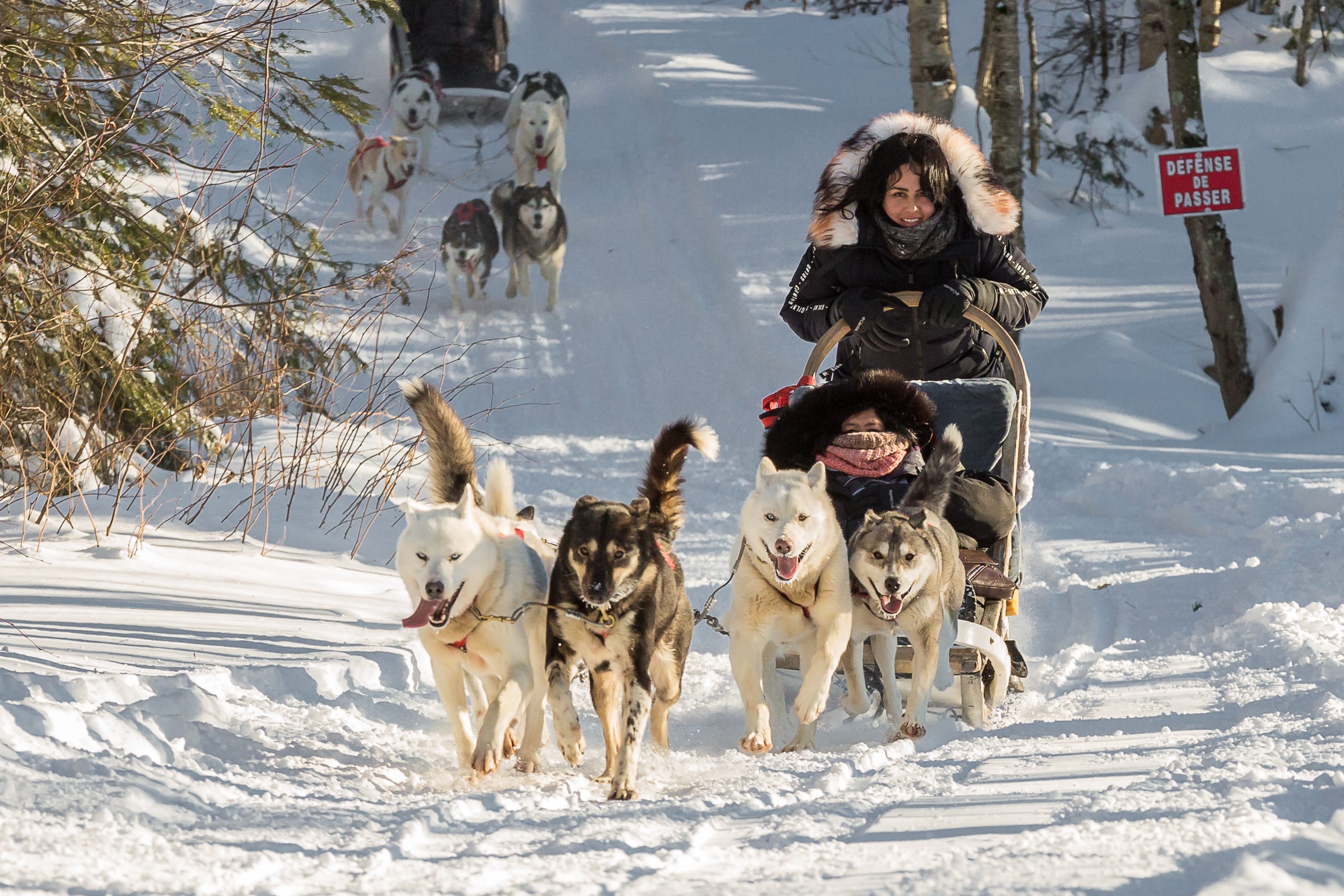 excursion en traîneau à chiens au parc national de la Jacques-Cartier