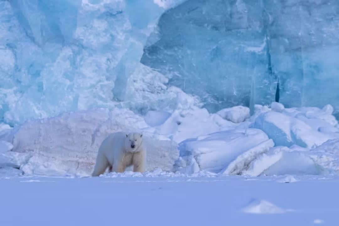 RIB Boat Safari Along Ice and Glaciers from Longyearbyen in Svalbard