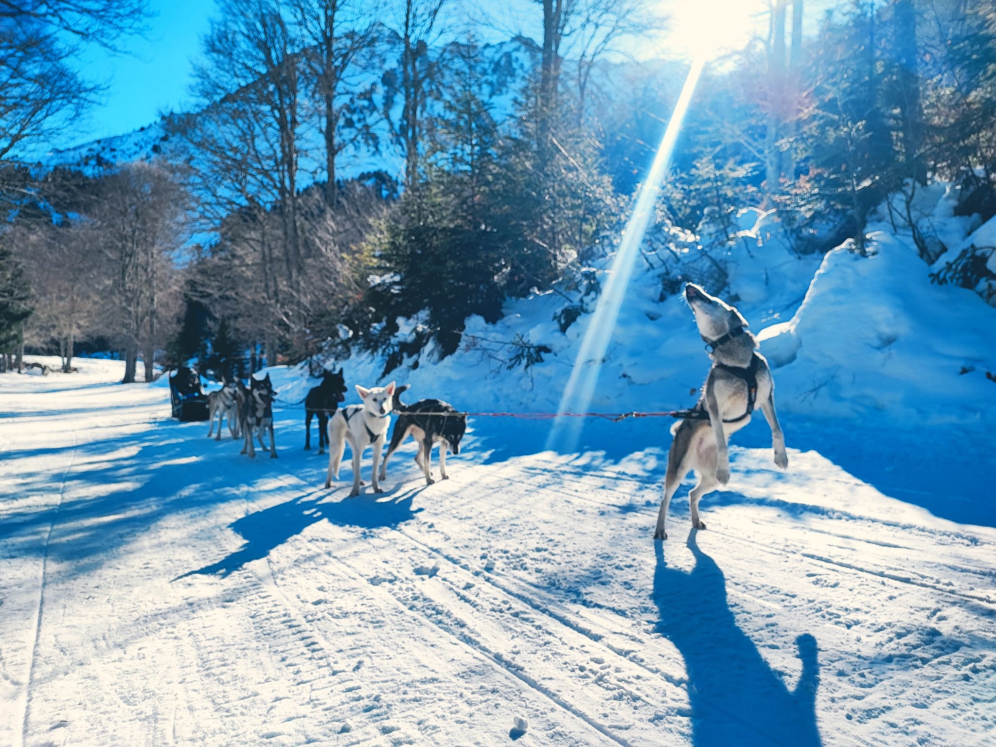 Guided dog sledding excursion in Le Mourtis, Pyrenees