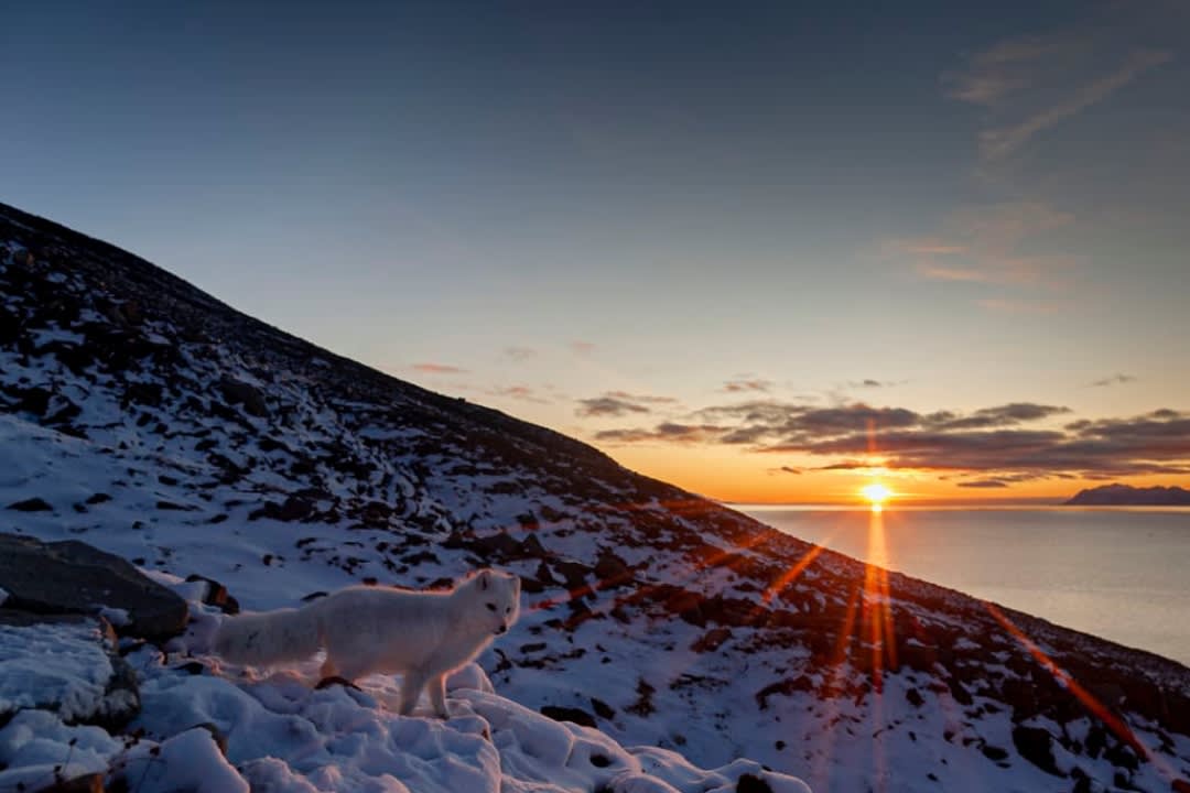 Wildlife Photo Safari from Longyearbyen in Svalbard