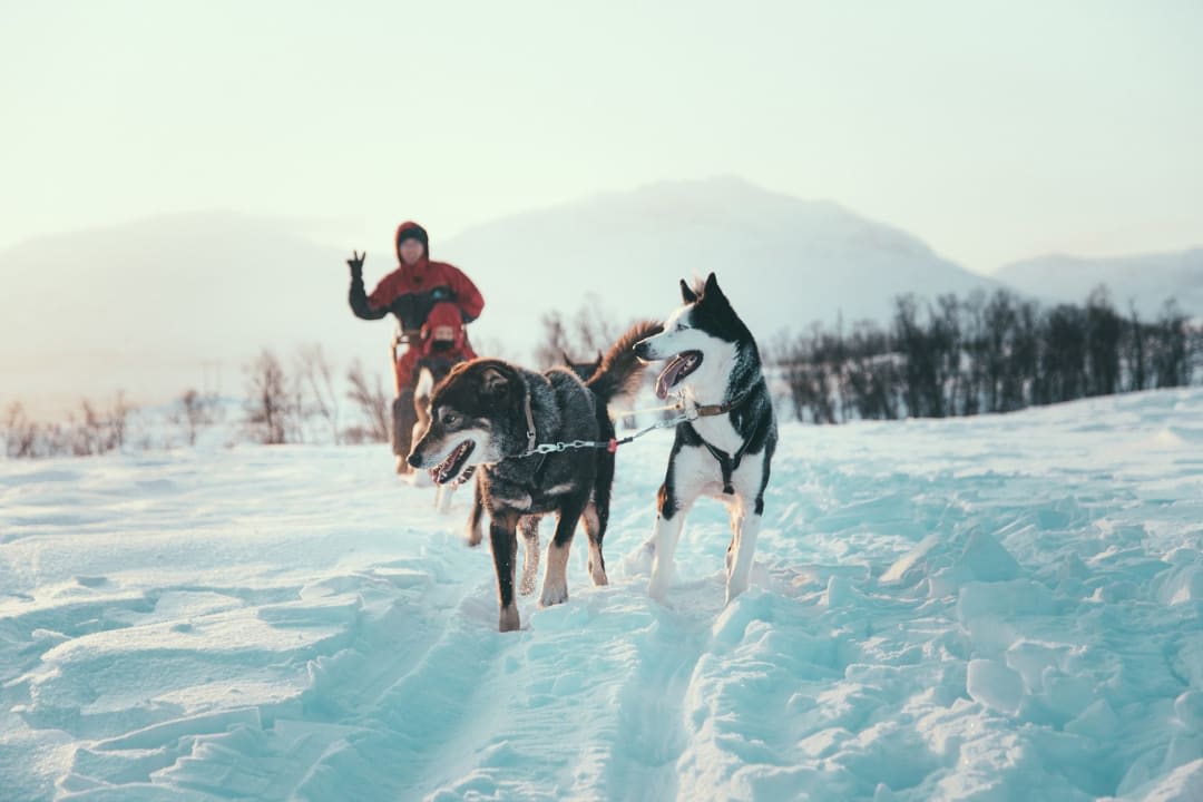 a group doing dog sledding in Finnish Lapland from Rovaniemi