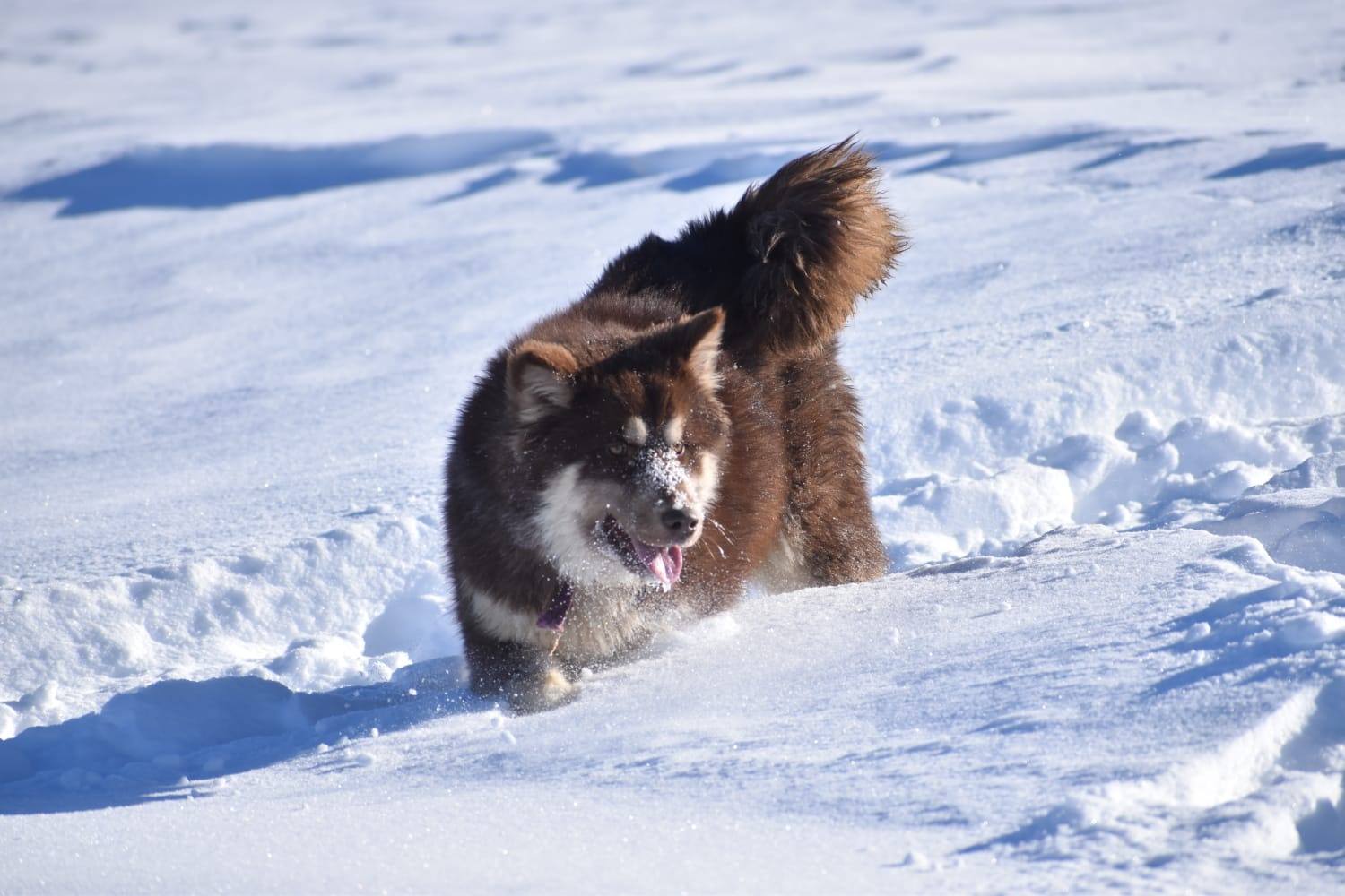 Malamute sled dog in the snow