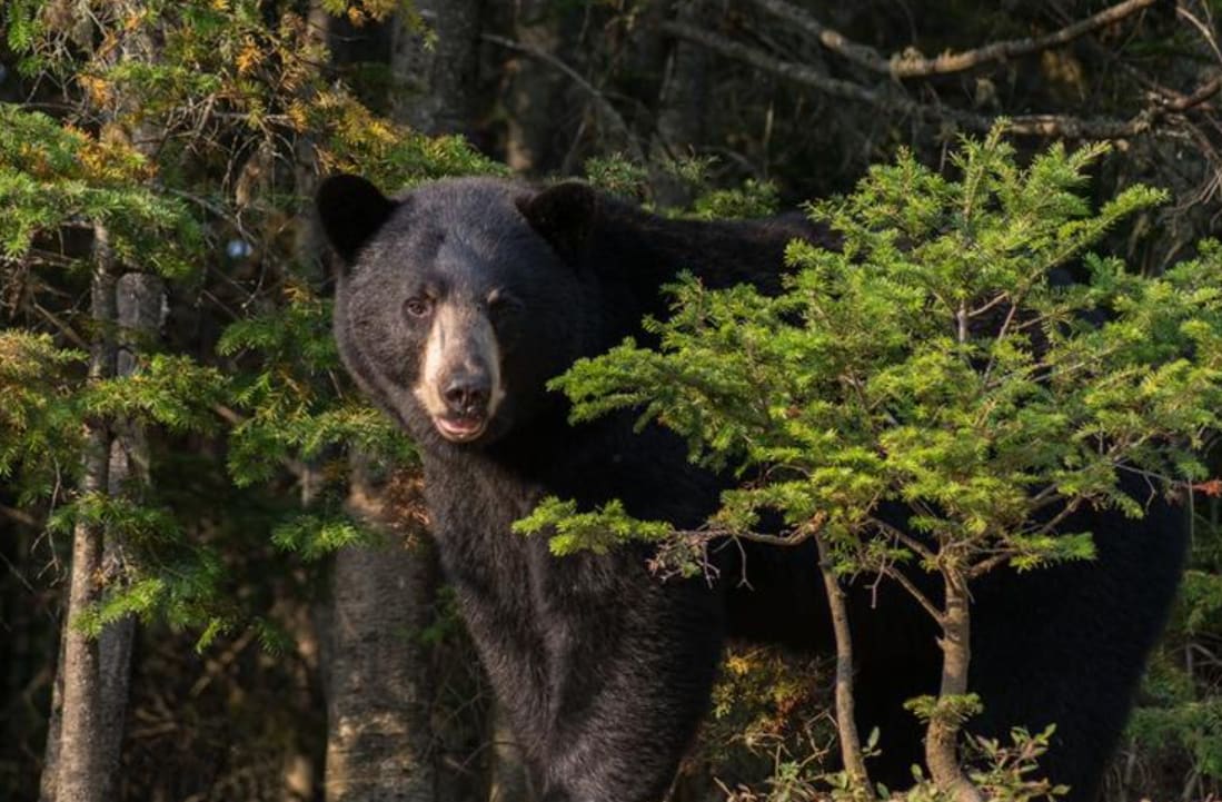 Schwarzbär