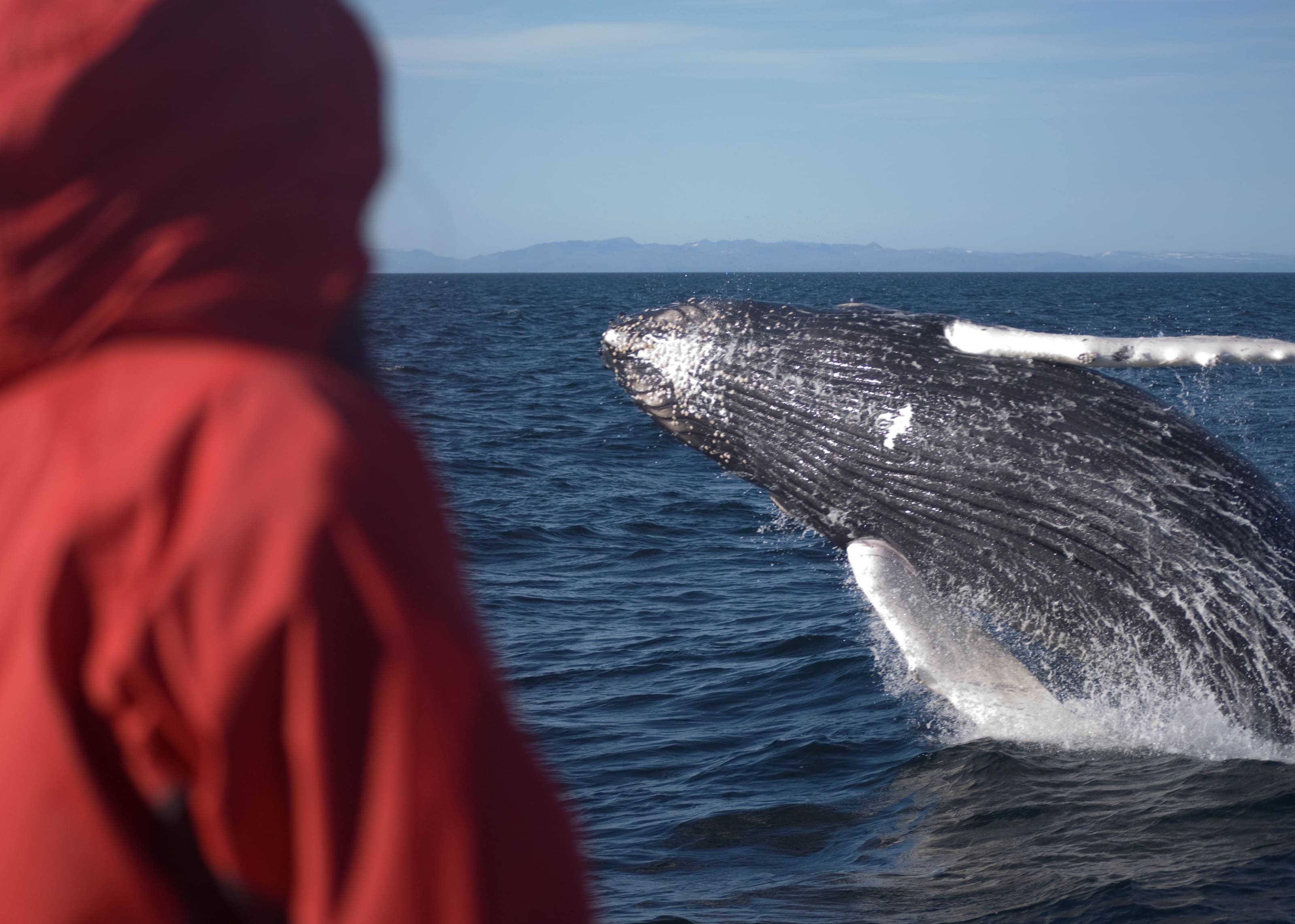 Whale Watching in Iceland
