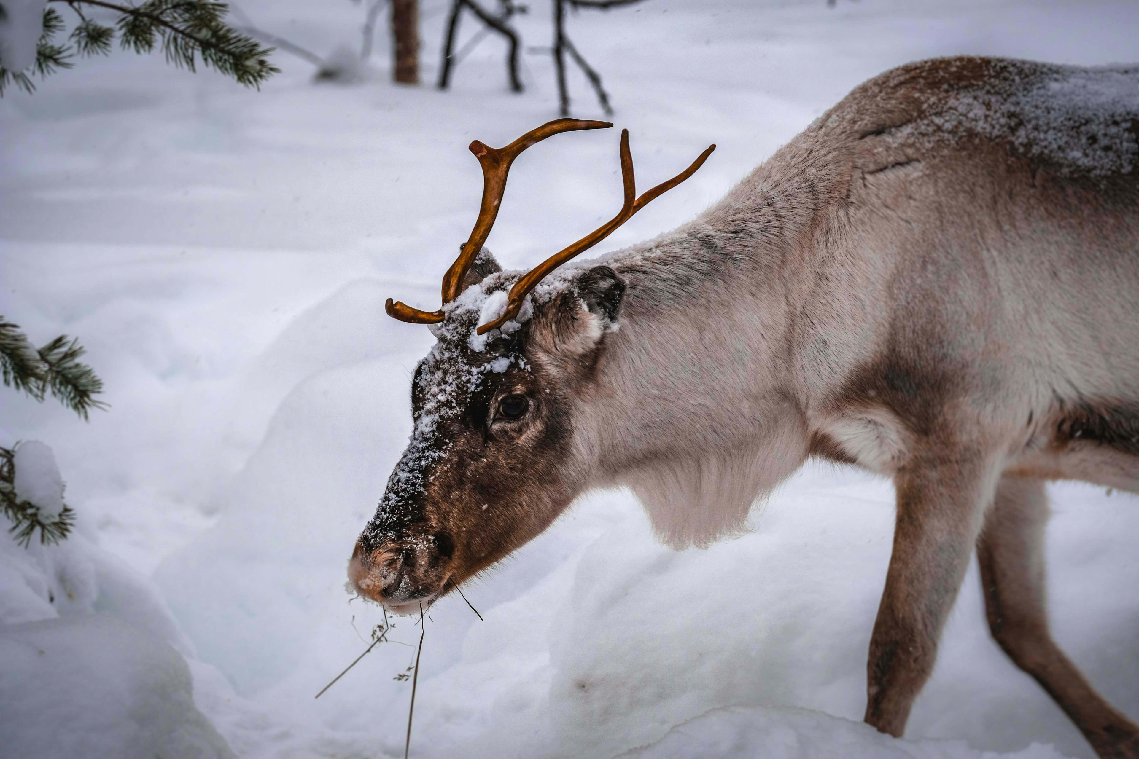 Rentier - Lappland