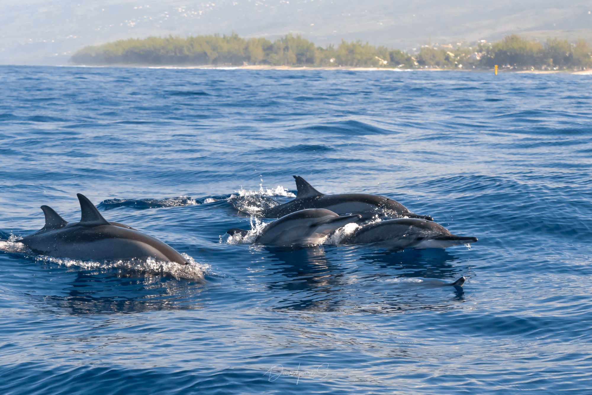 dauphins à long bec