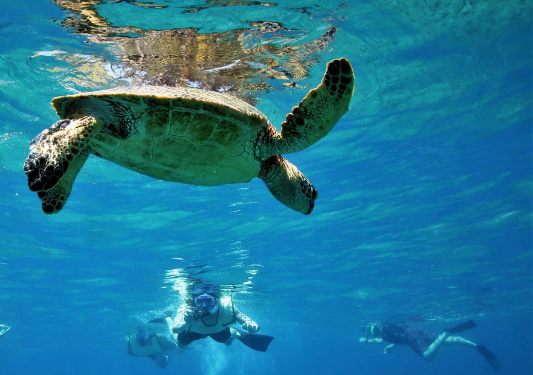 snorkelling with turtles in the Saint-Gilles lagoon