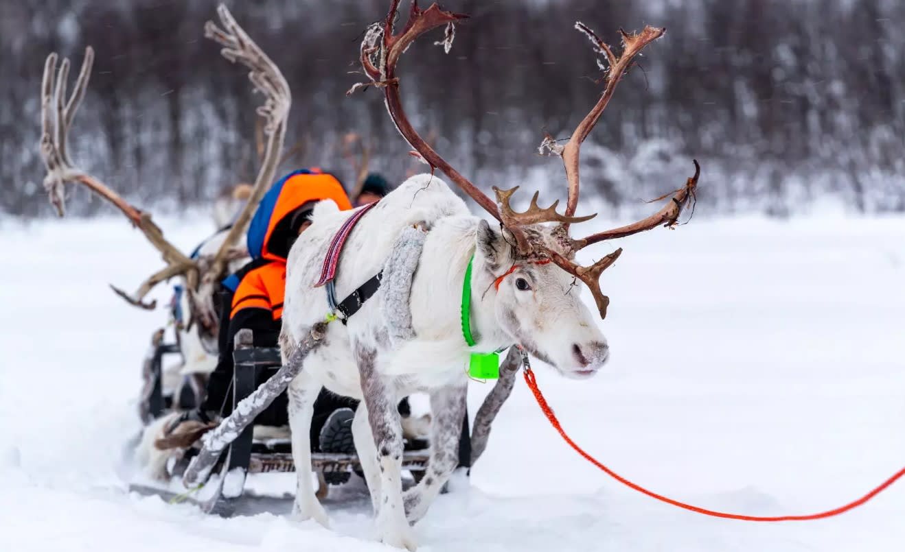 Reindeer Sledding
