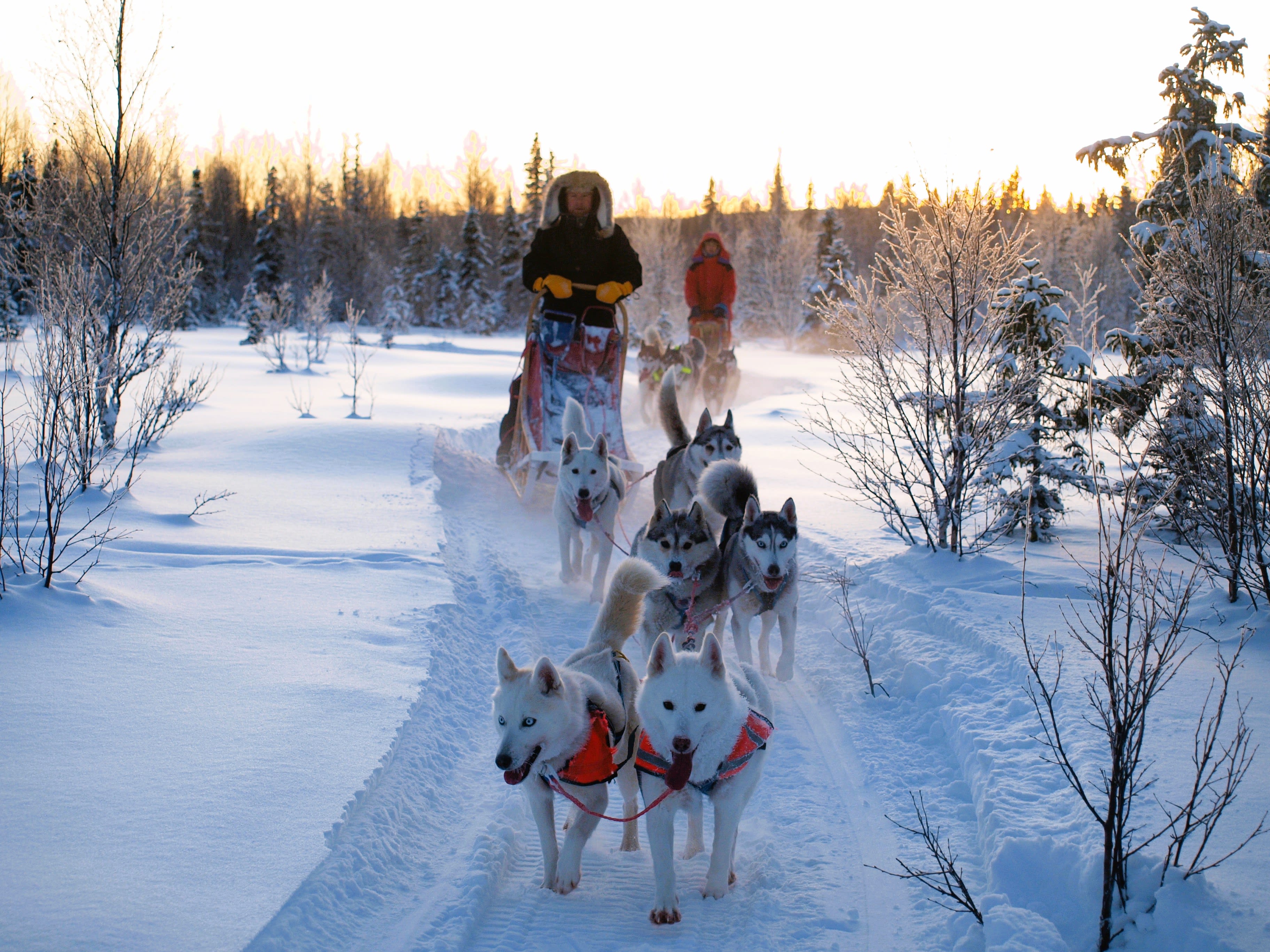 Winter Husky Experience from Strömsund