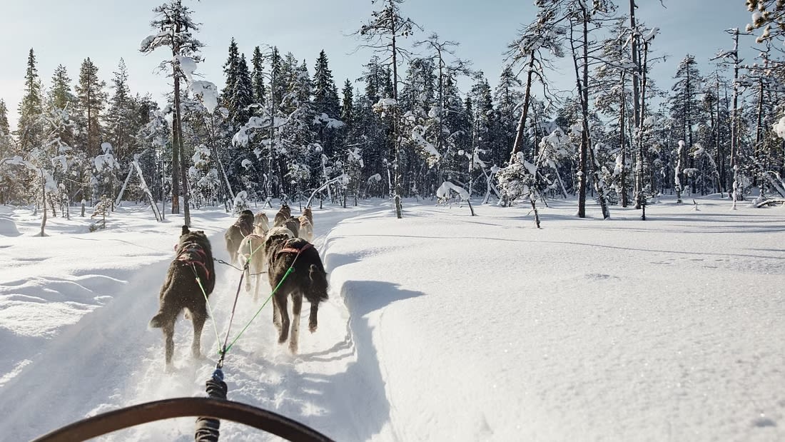 traîneau à chiens à Rovaniemi