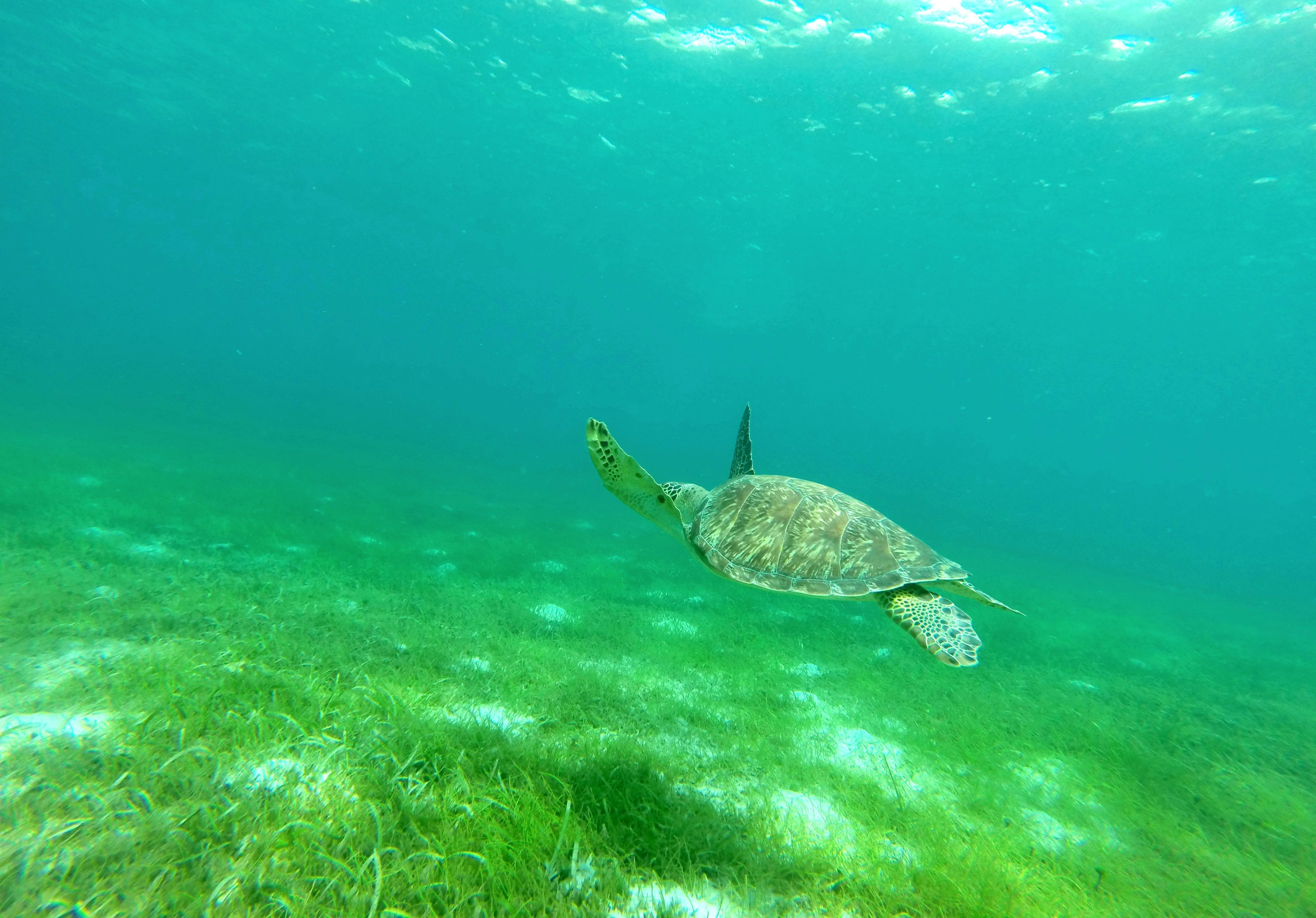 Schnorcheln mit Schildkröten auf Les Saintes