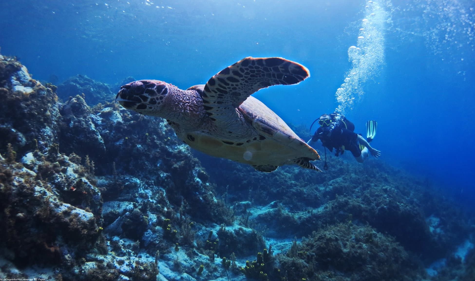buceador detrás de una tortuga carey