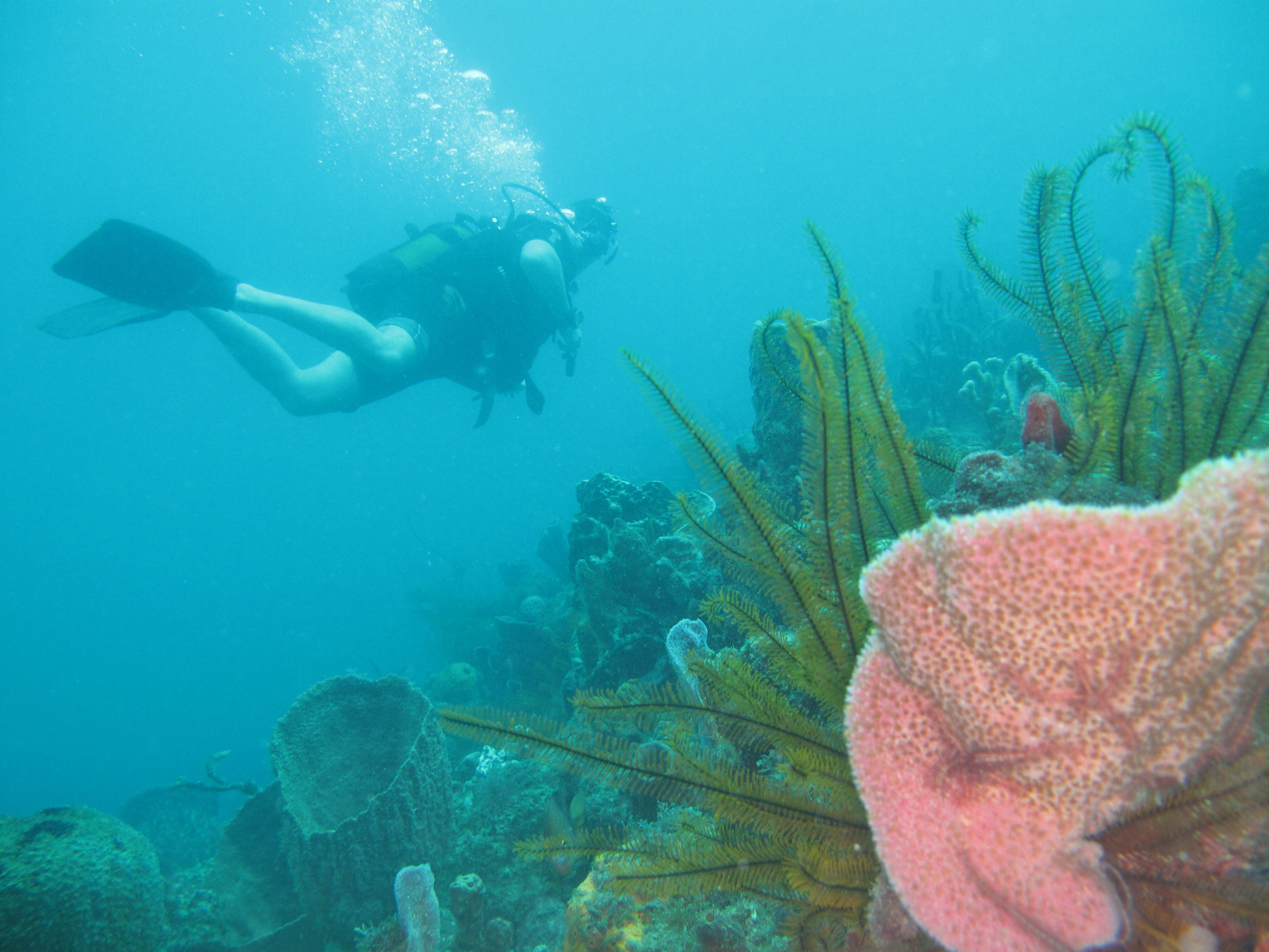 Première plongée sous-marine au Marin, en Martinique