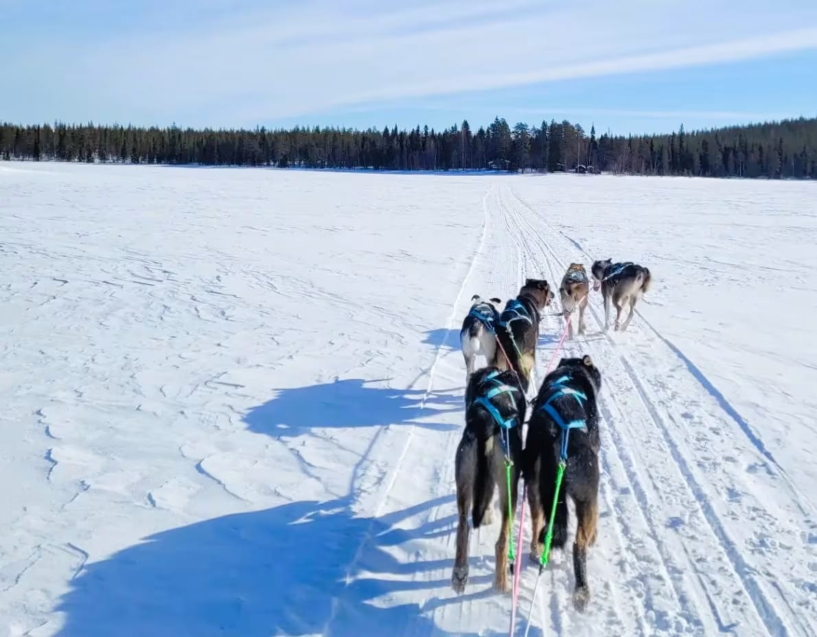 Hundeschlittenfahrt in Inari