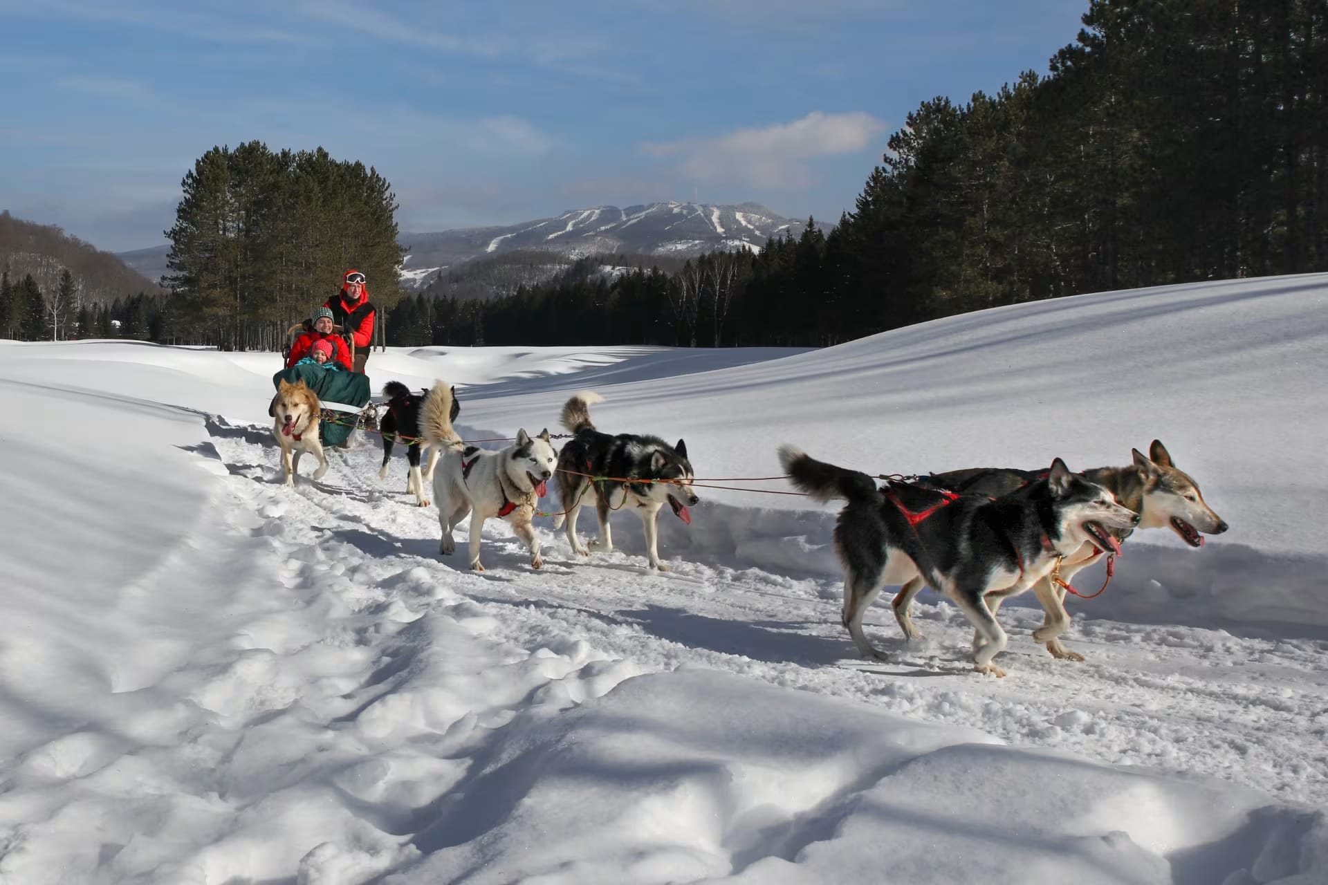 Perros de trineo en Canadá